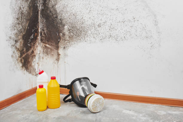 Best Commercial Mold Inspection  in Merriam, KS